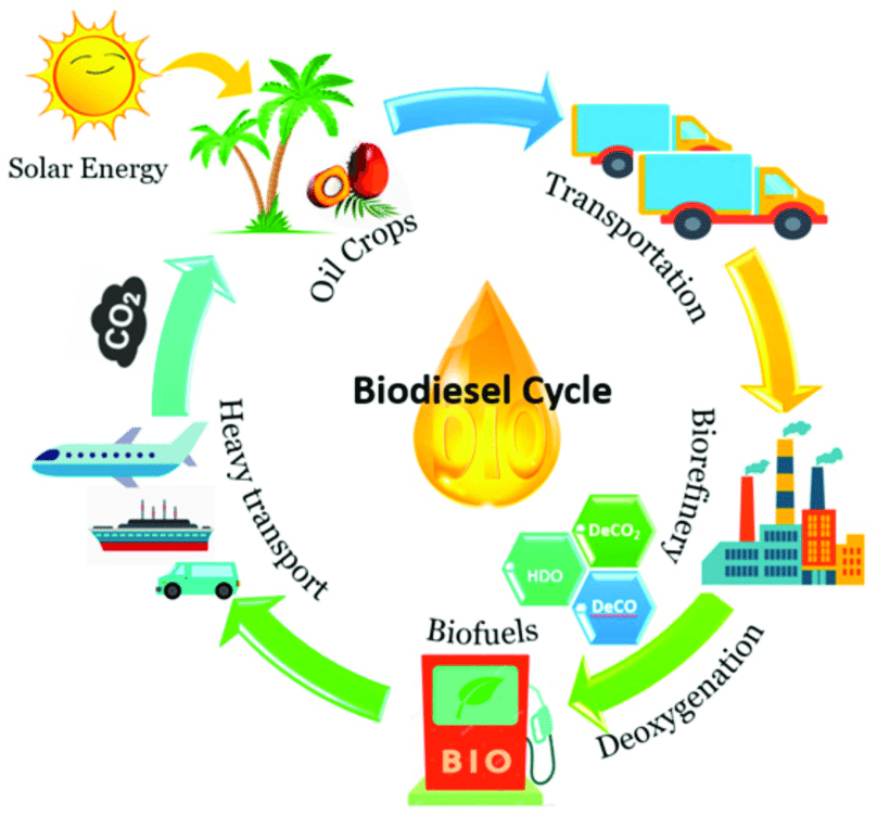 The Life Cycle Of Biodiesel